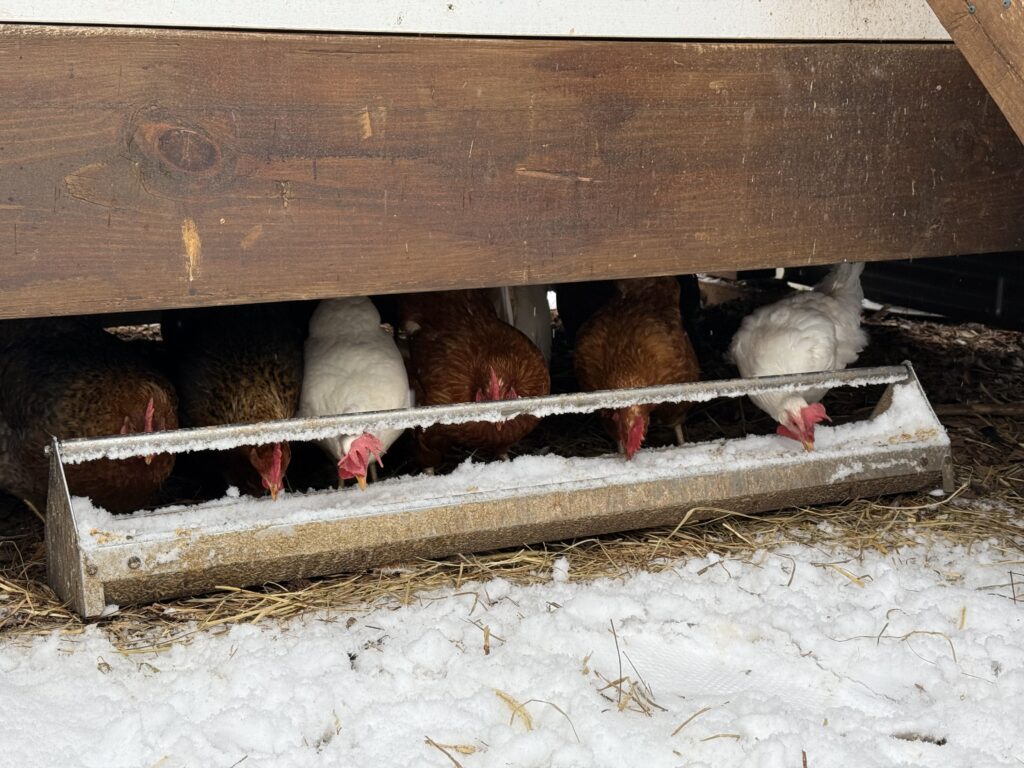 Our chickens aren't fans of the snow